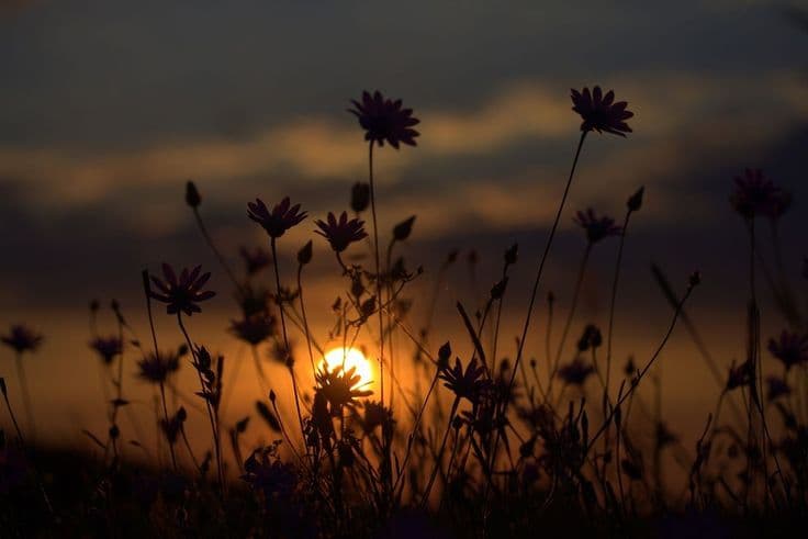 Wildflowers silhouetted against a golden sunset sky
